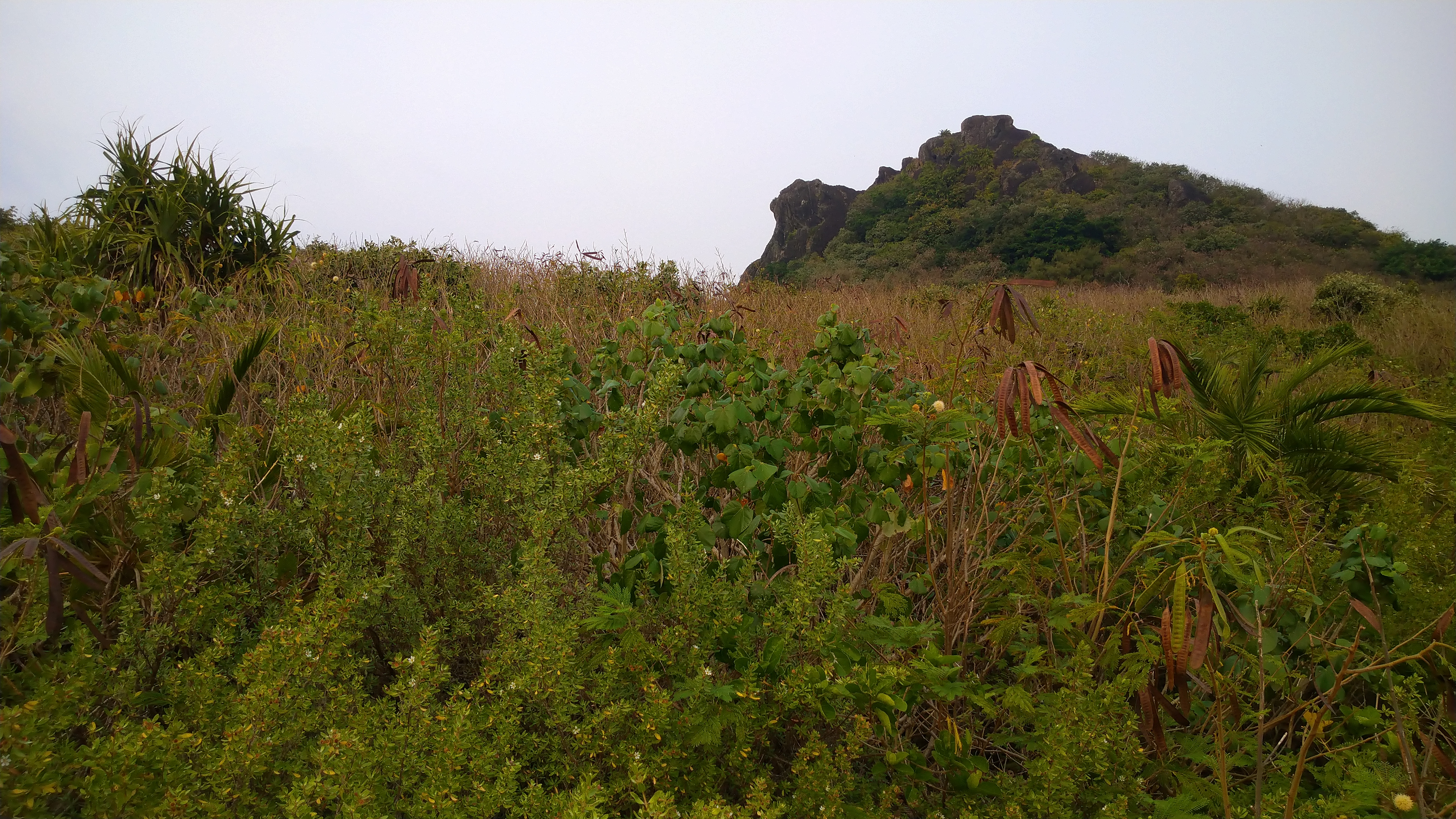 DSC_7996.JPG