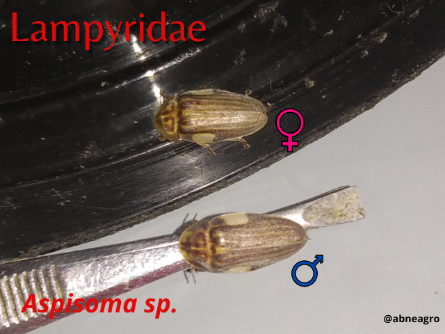 Automeris cf. jucunda (7).png