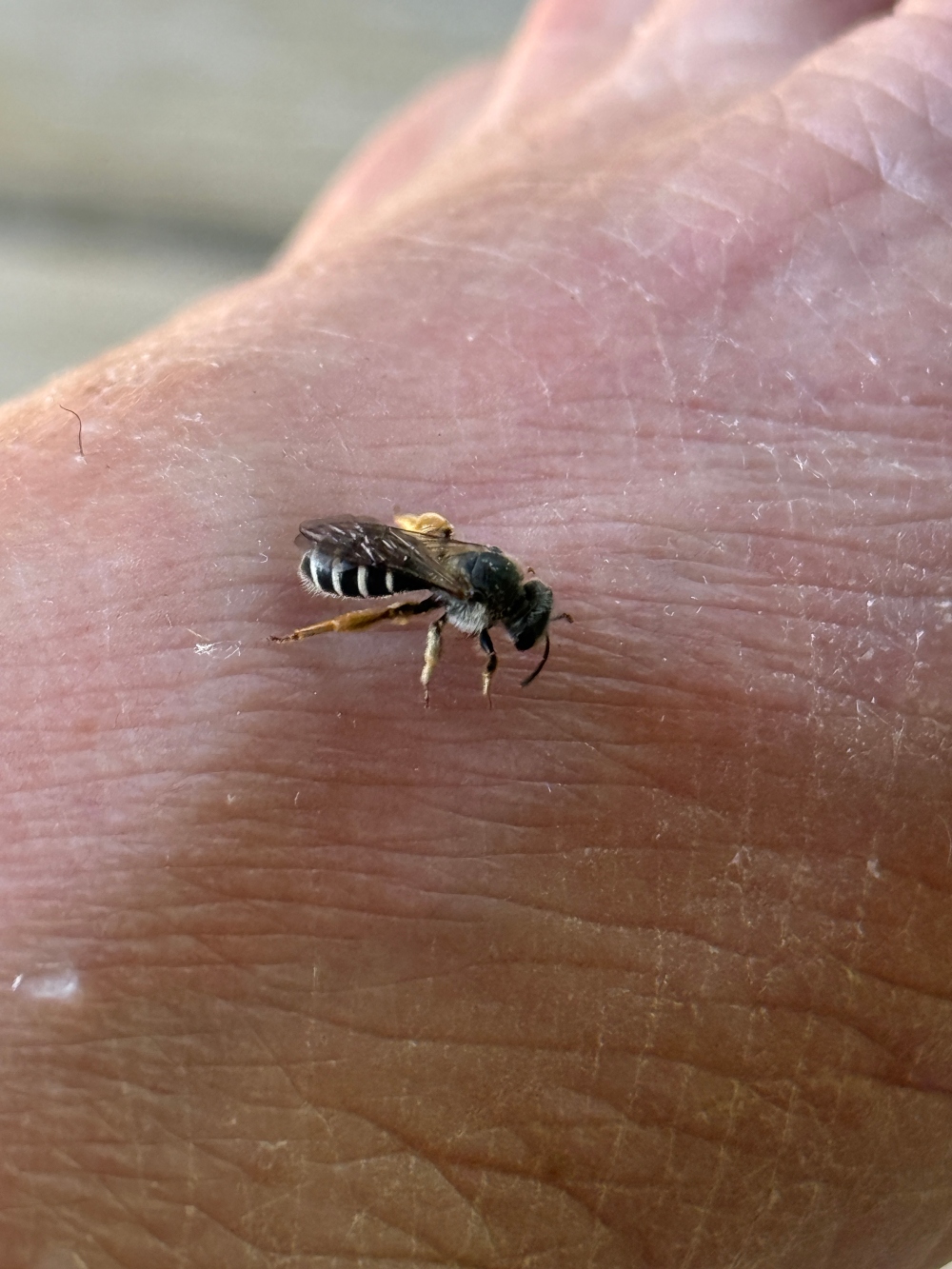 bee-1.jpg
