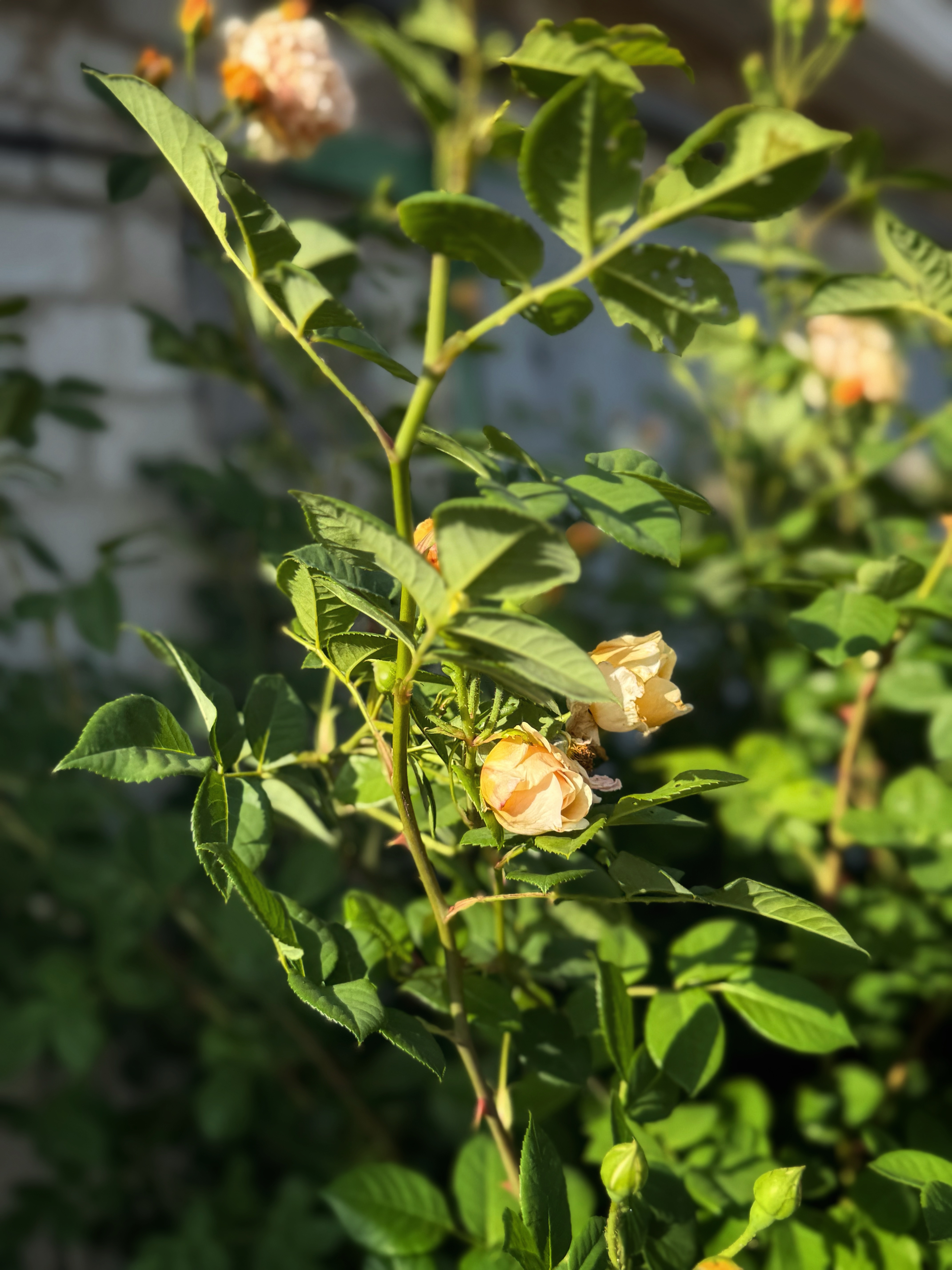 IMG_4065.jpeg