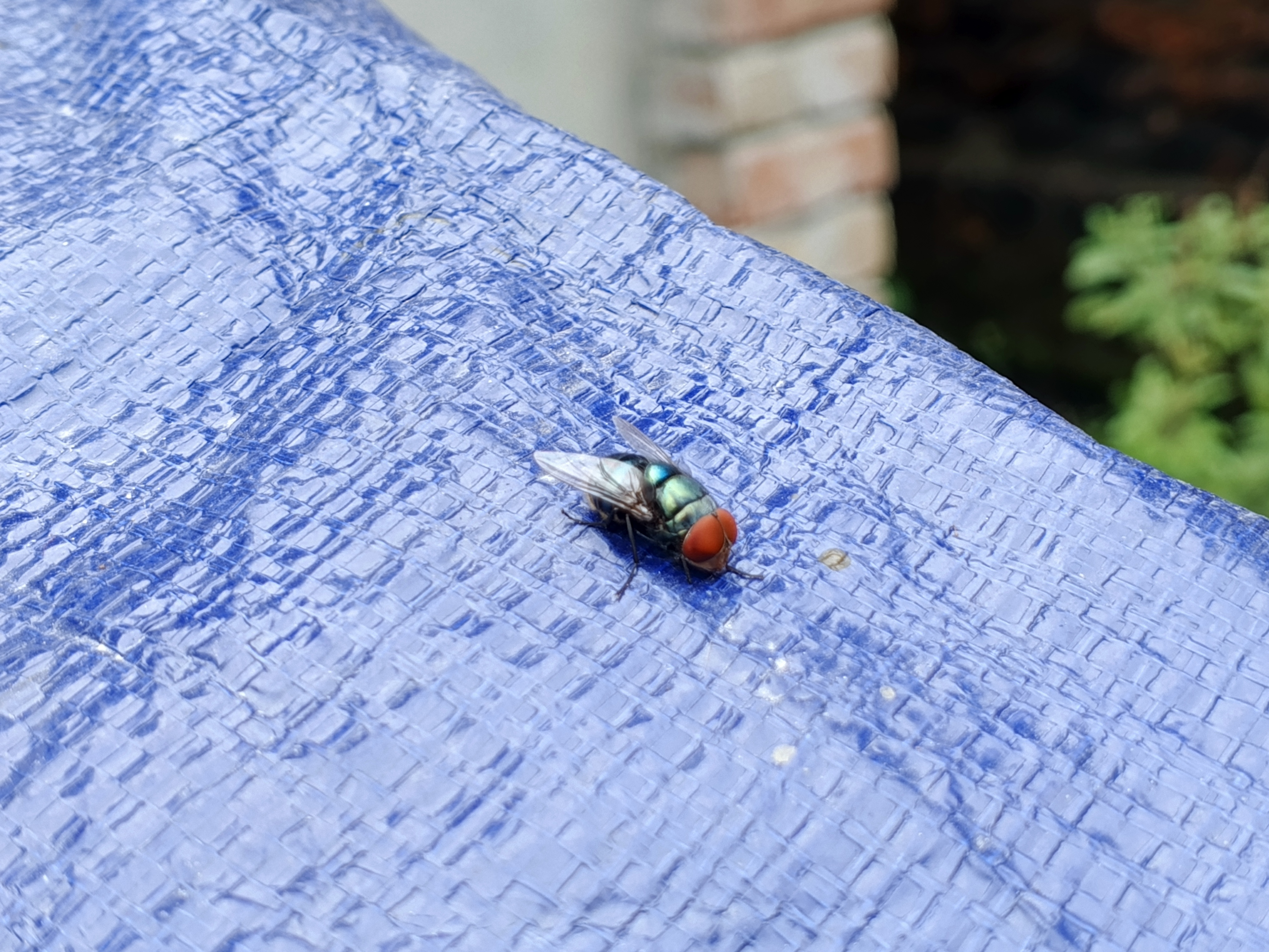 IMG_20250706_145132_133.jpg