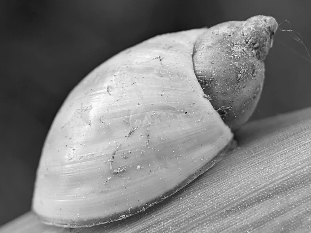 B&W snail (16).jpeg