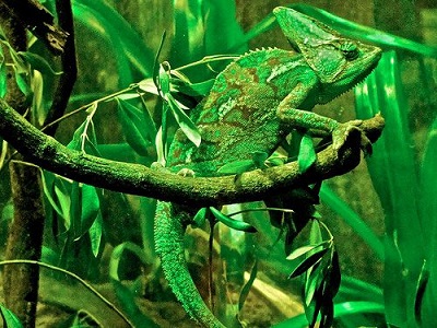 chameleon4.jpg