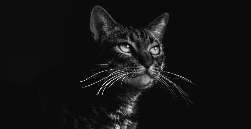cat.jpg