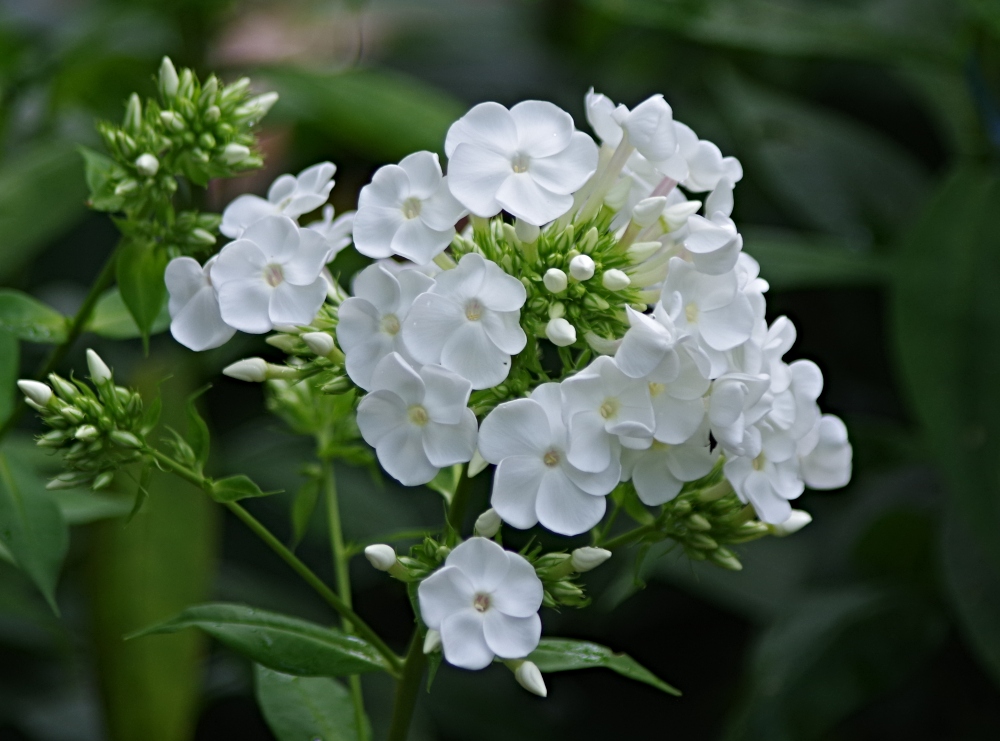 flowers-white-phlox.jpg