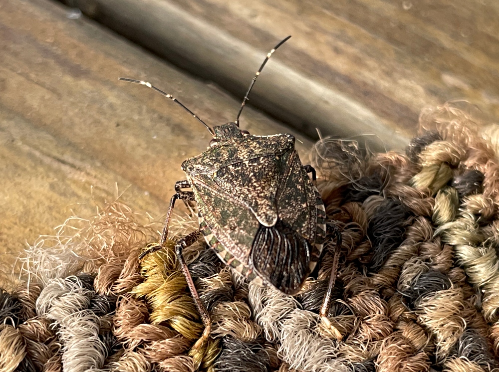 macro-stink-bug.jpg