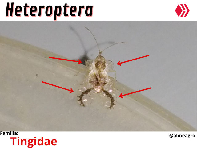 Video ácaro (3).png