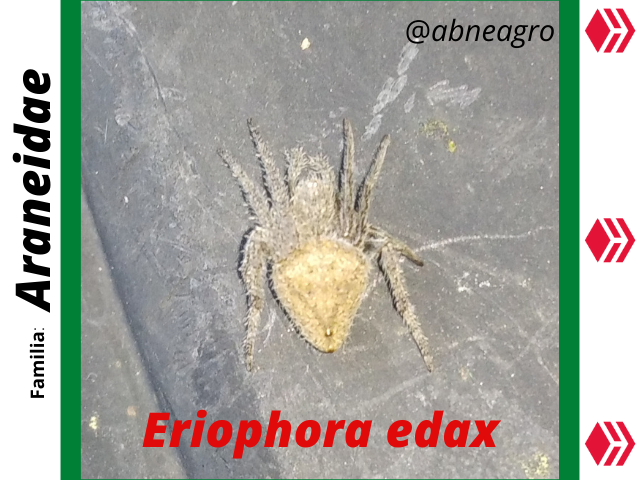 Araneidae(2).png