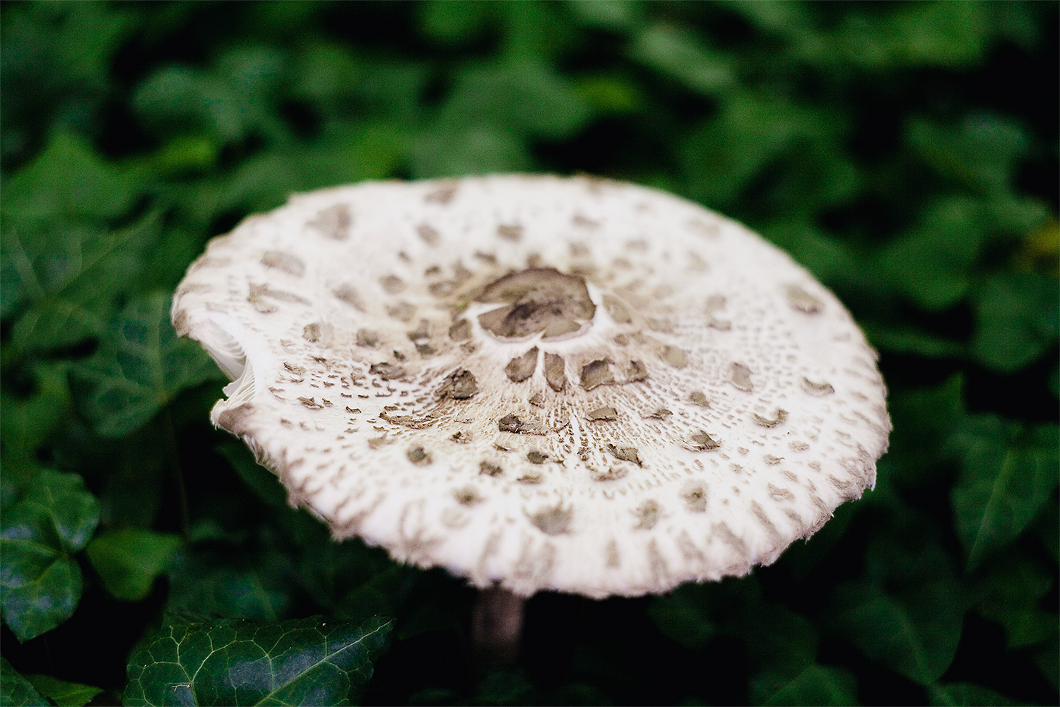 ivyshroom02.jpg