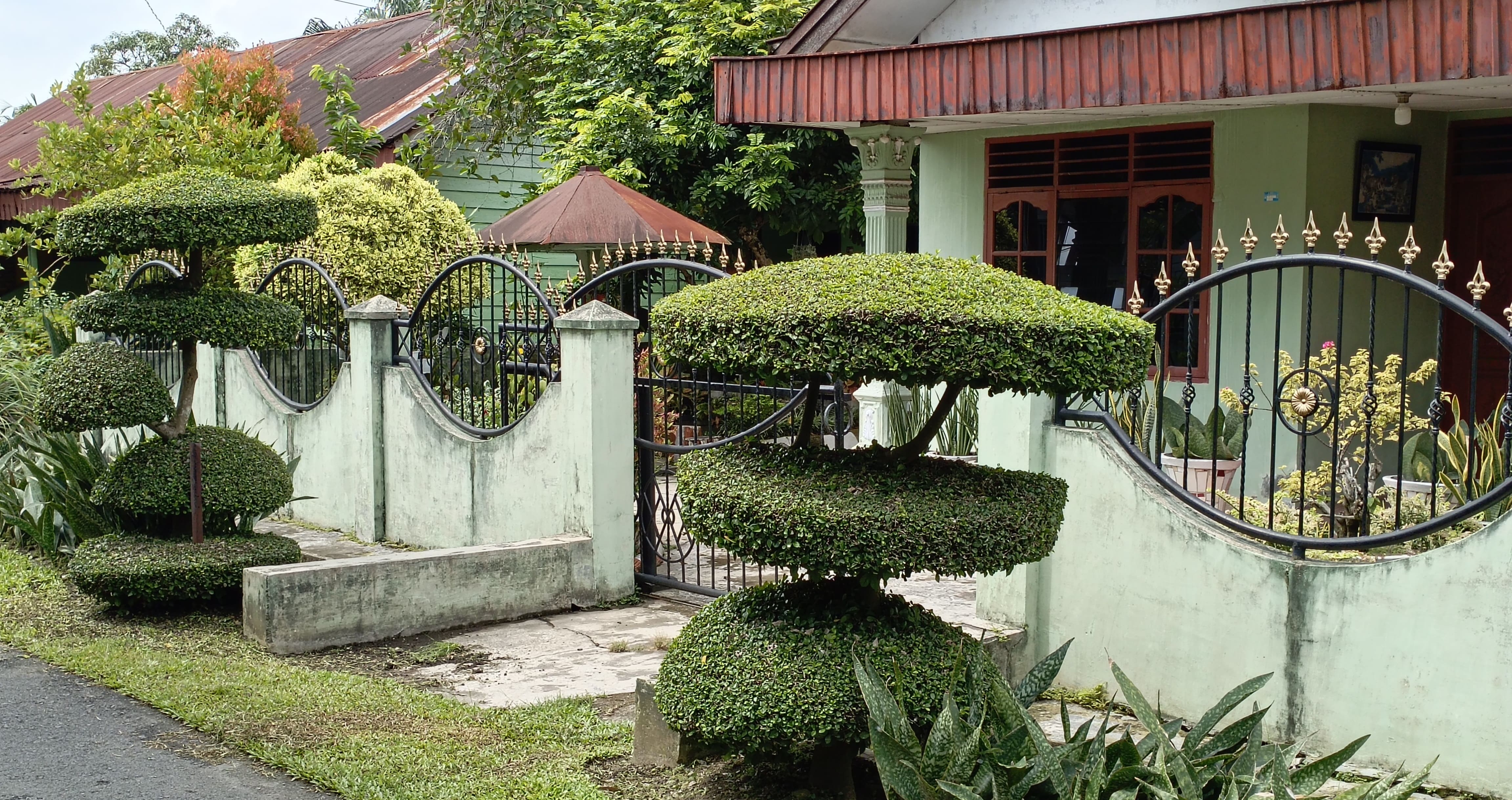 Bonsai_Medan_reduced.jpg