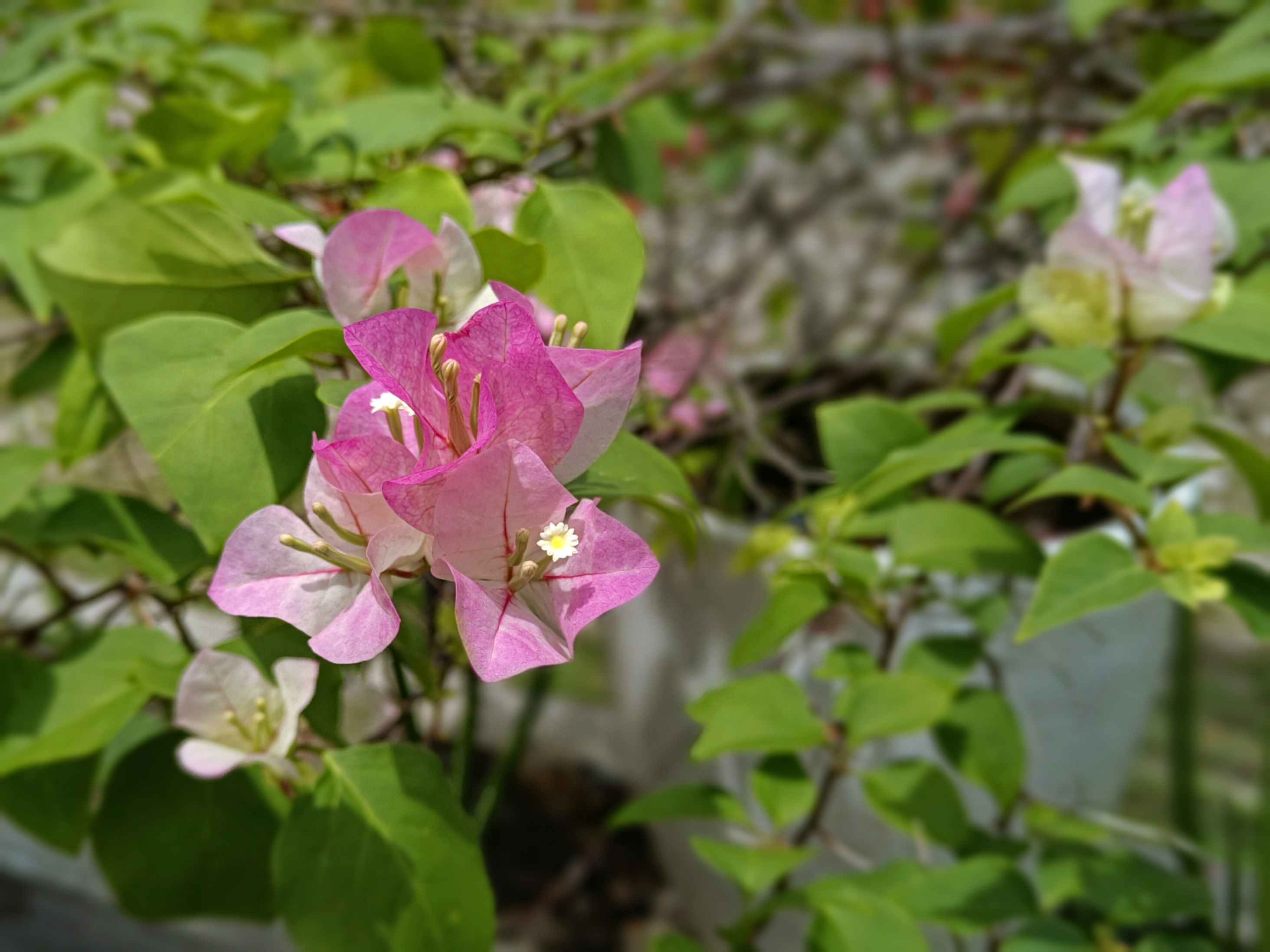 IMG_20250405_040234.jpg
