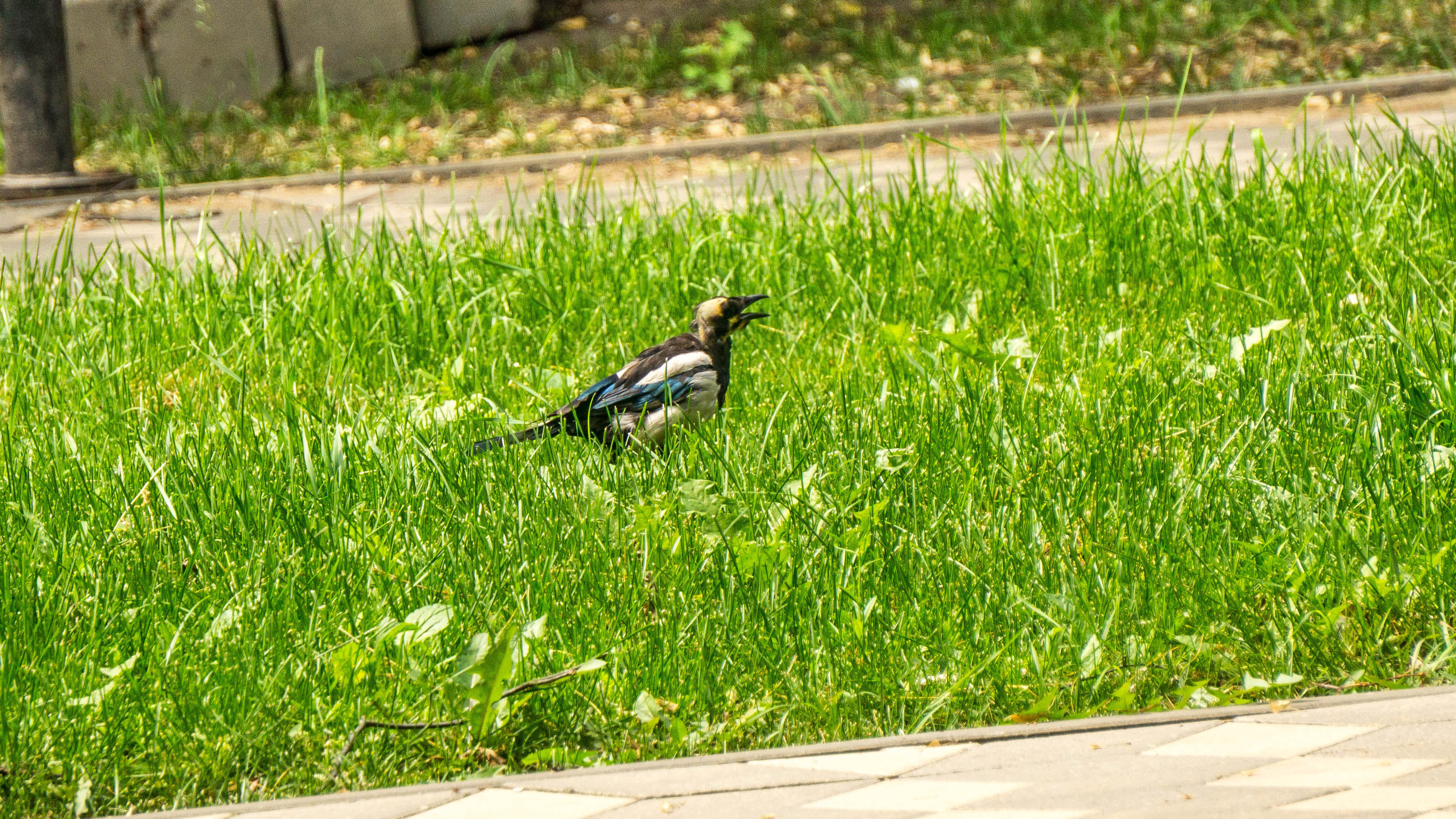 DSC01612-4.jpg