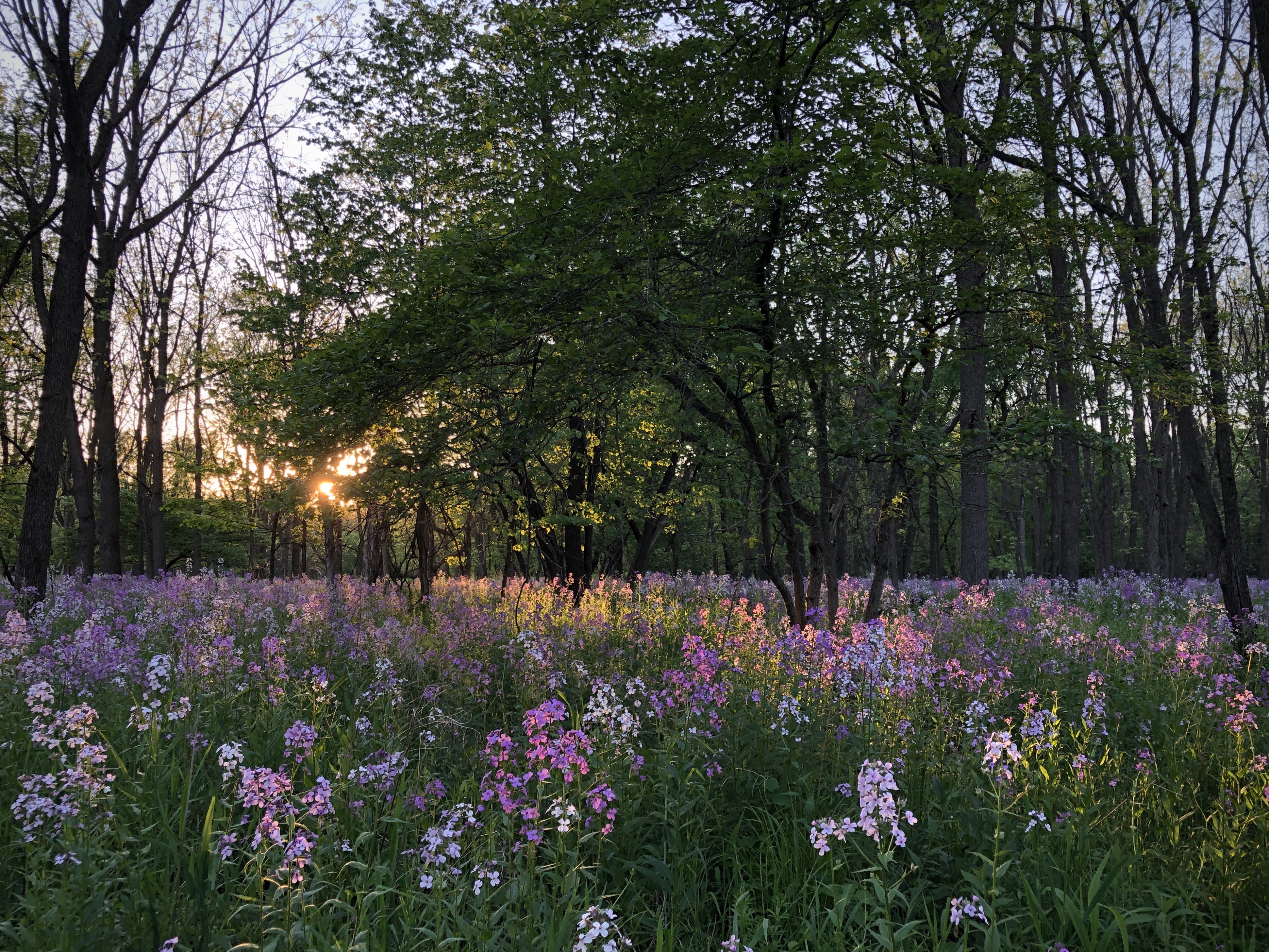 Let's Grow: The Mystique of Wildflower Meadows