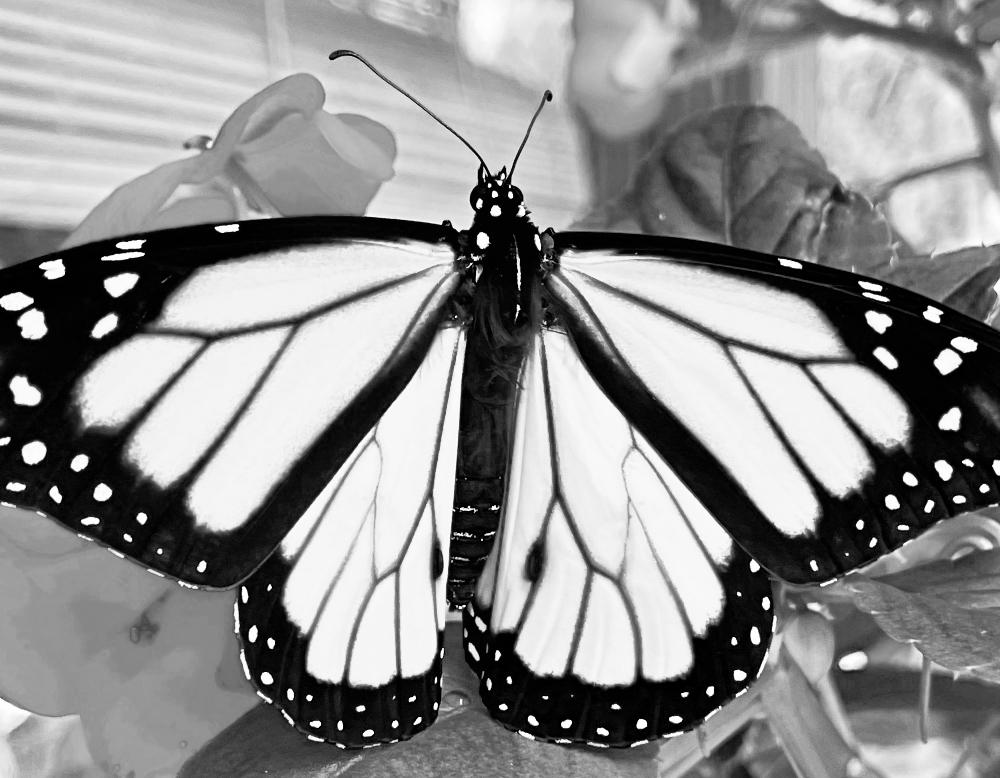 amazing-nature-butterflies-monarch- (1).jpg