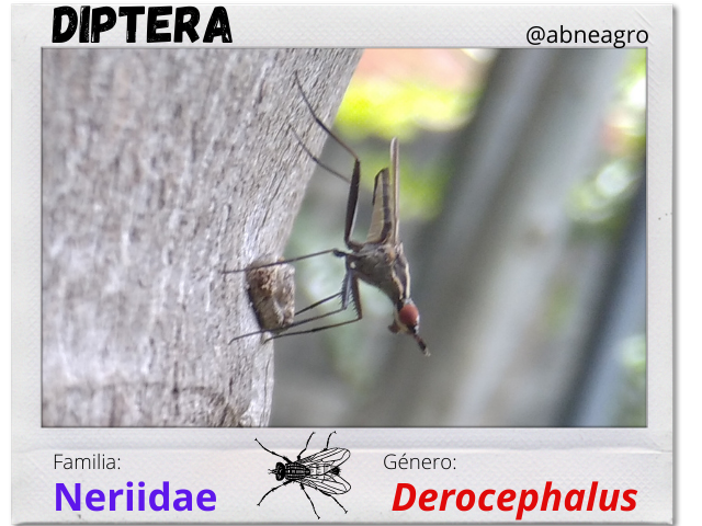 Diptera(2).png