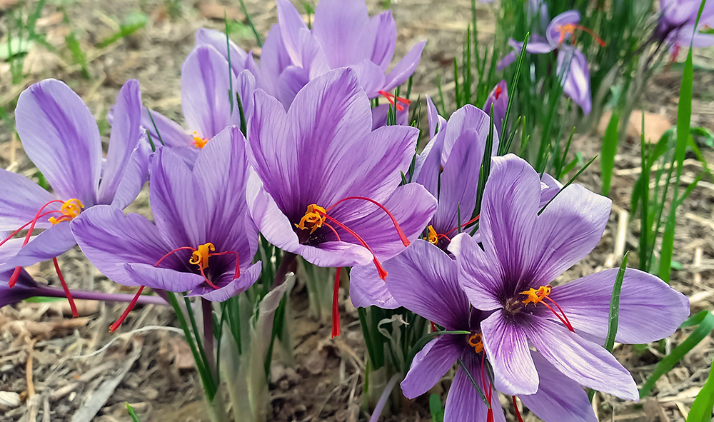 Harvesting saffron gems — Hive