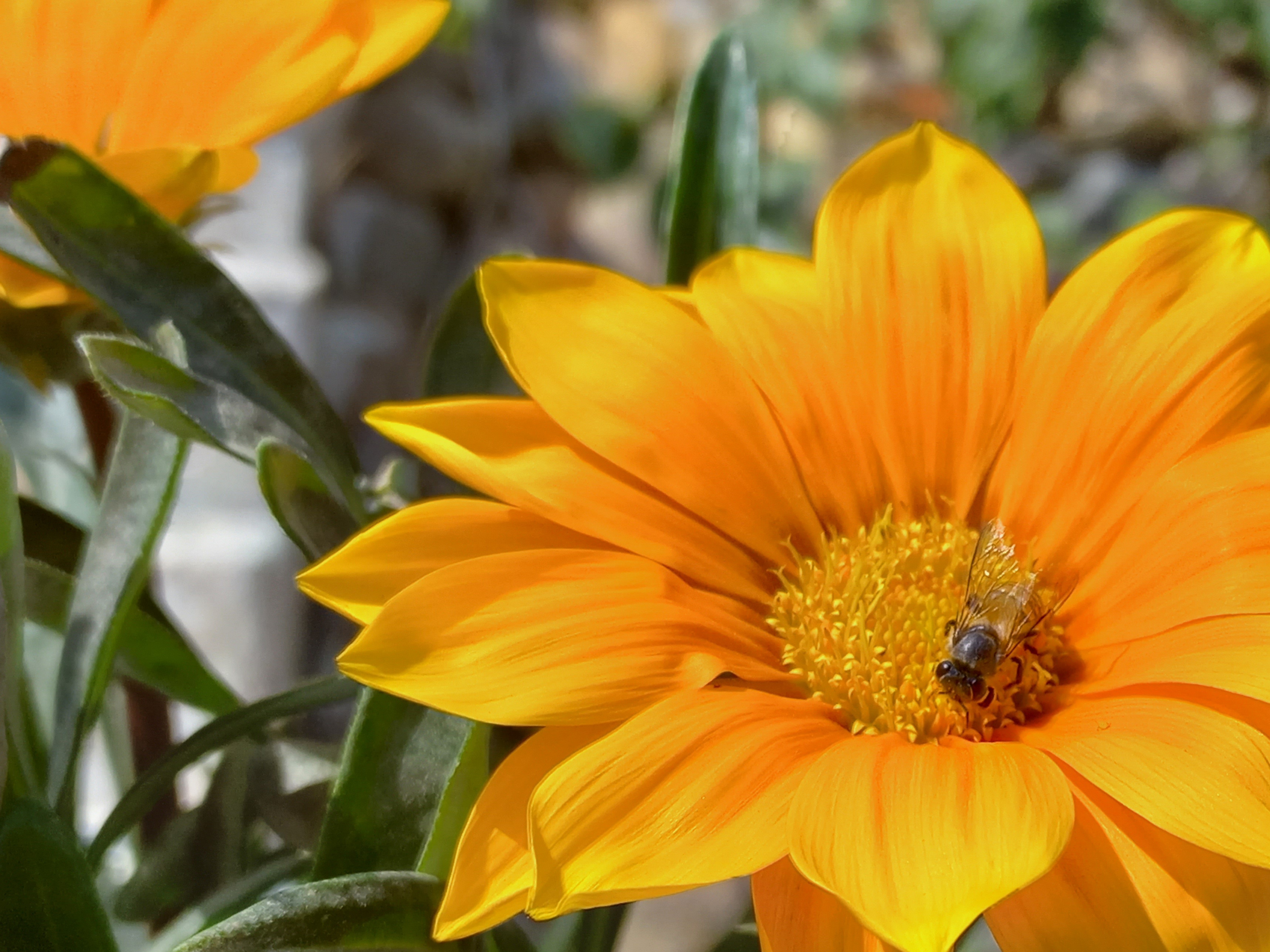 Treasure Flower Photography