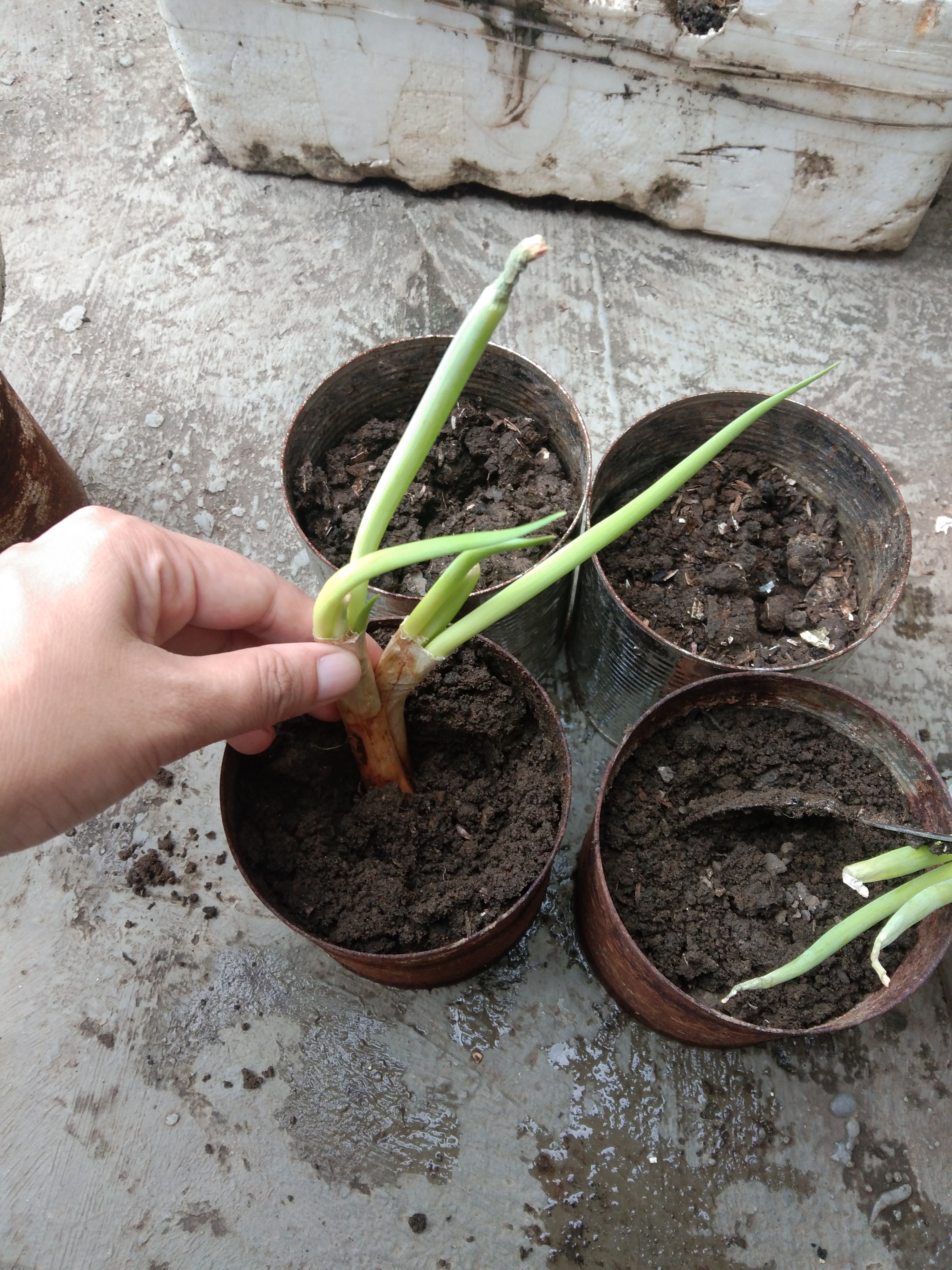 springonions2.jpg