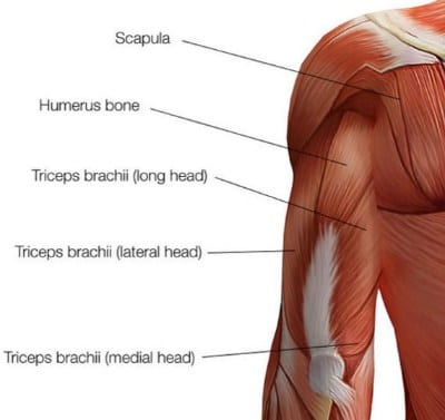 partes-del-tríceps.jpg