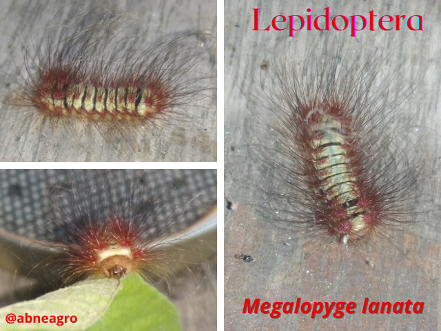 Lepidoptera (2).png