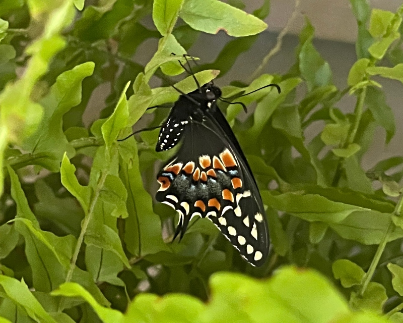 amazingnature-butterfly-14.jpg
