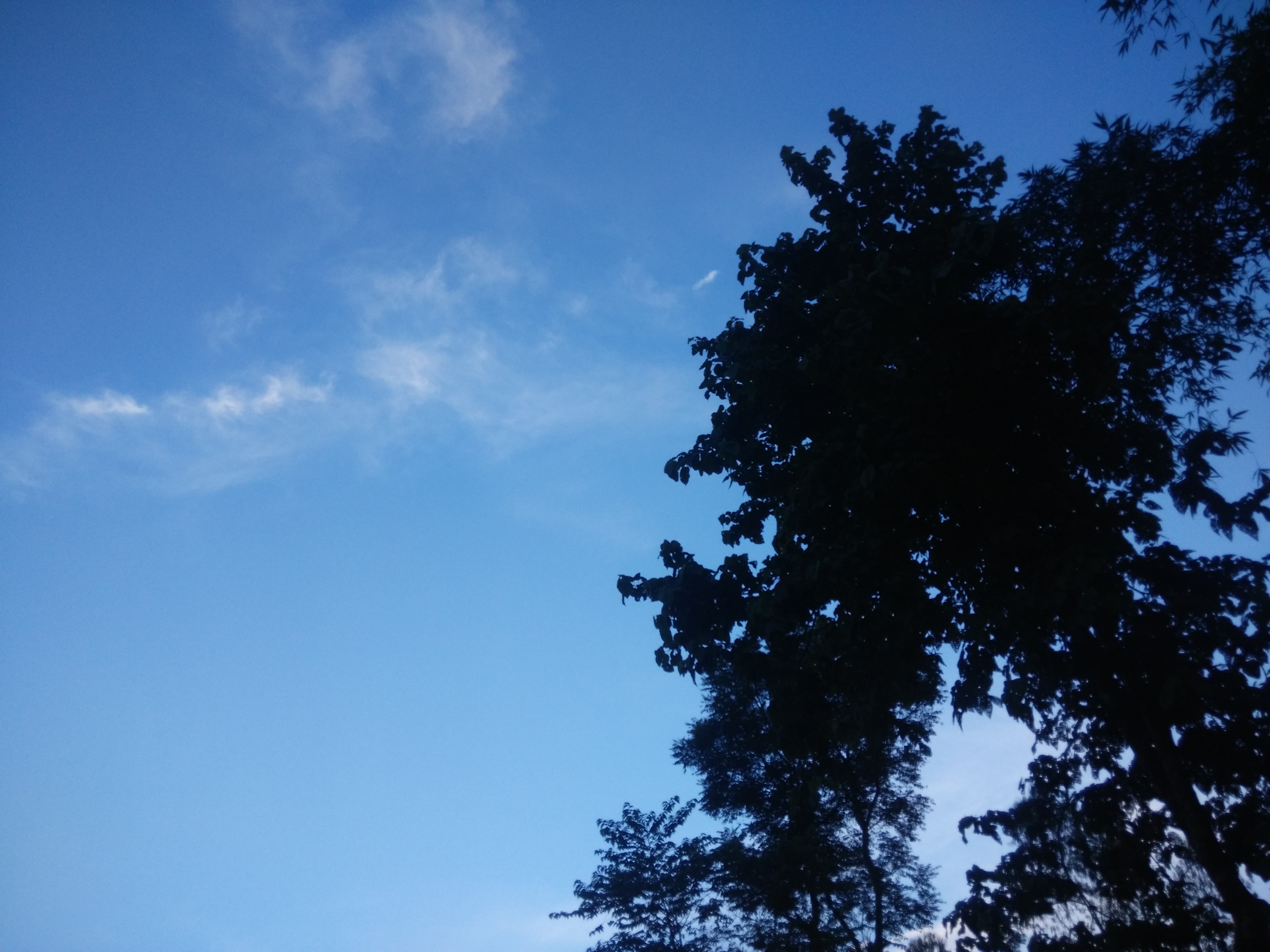 IMG_20200724_174834.jpg