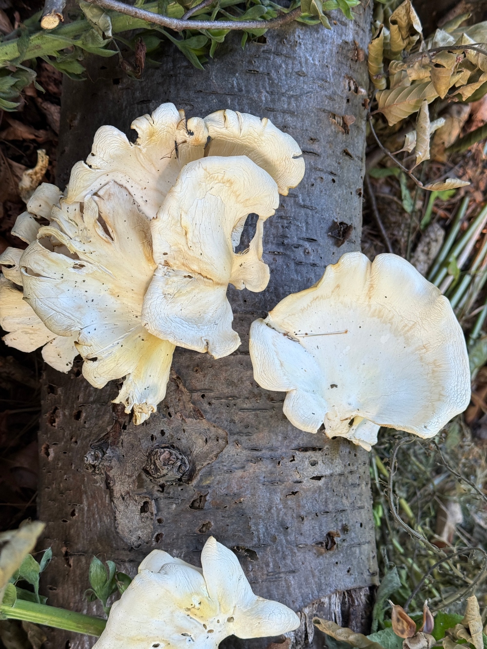 fungi-friday-5 (2).jpg
