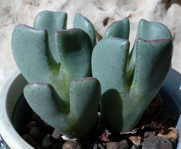 Конофитум-Кустарниковый-Conophytum-Frutescens-(2)-35.jpg