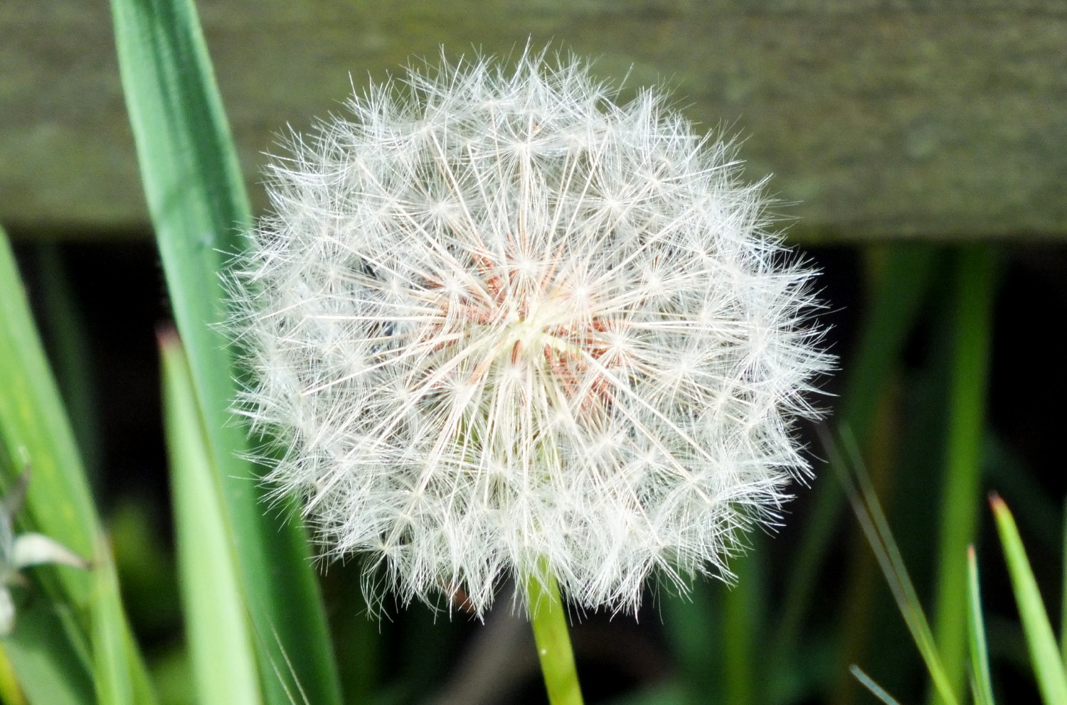 0998Dandelion.jpg