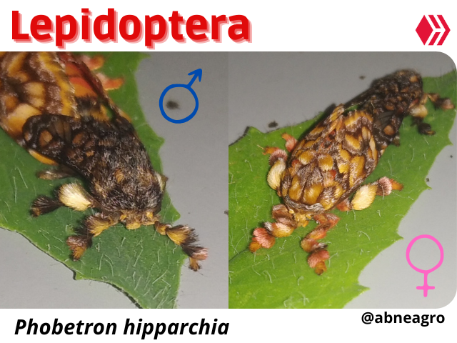 Automeris cf. jucunda (3).png