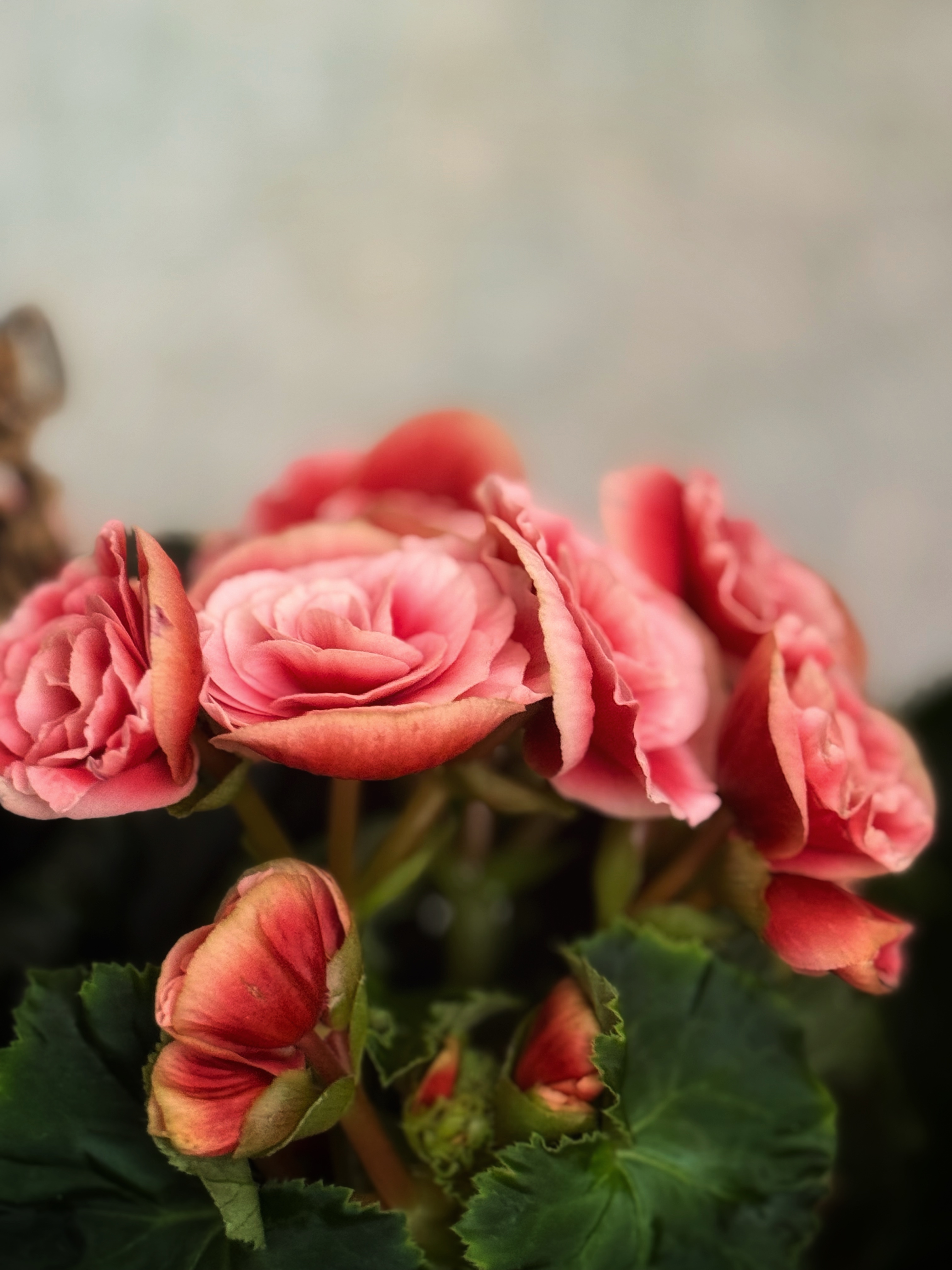IMG_2752.jpeg