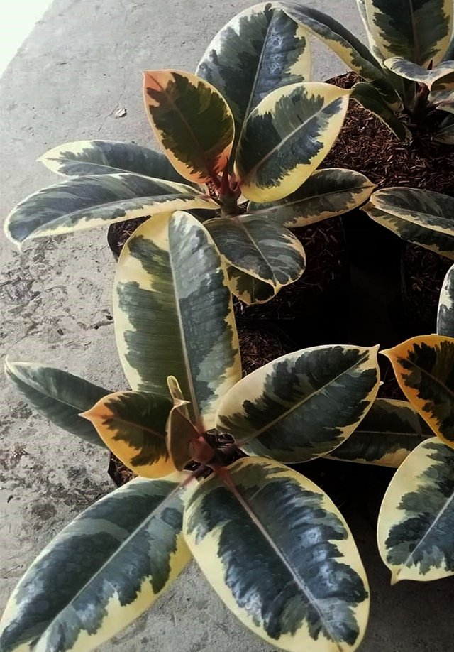 Rubber plant 2.jpg