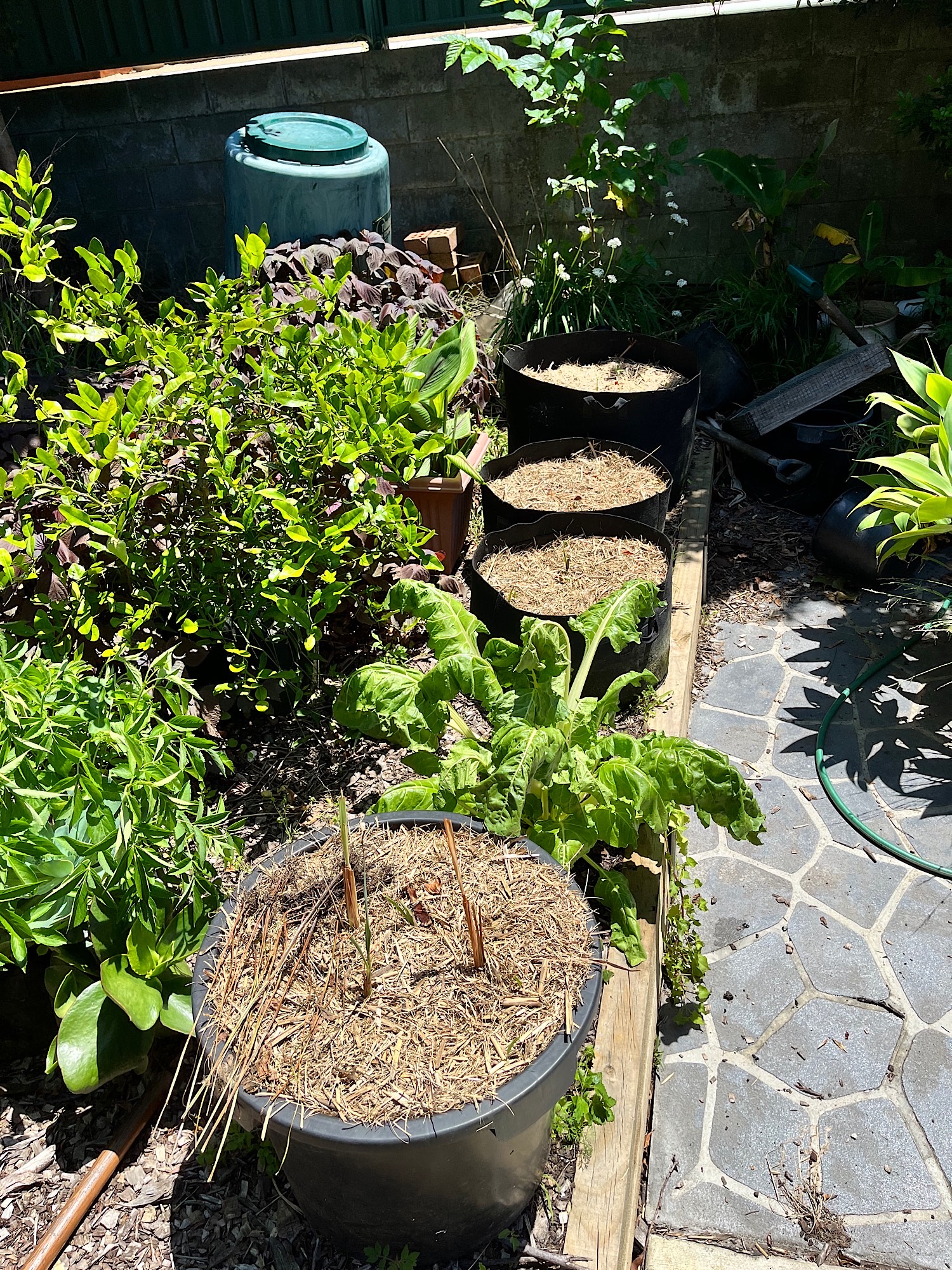 Various garden plants