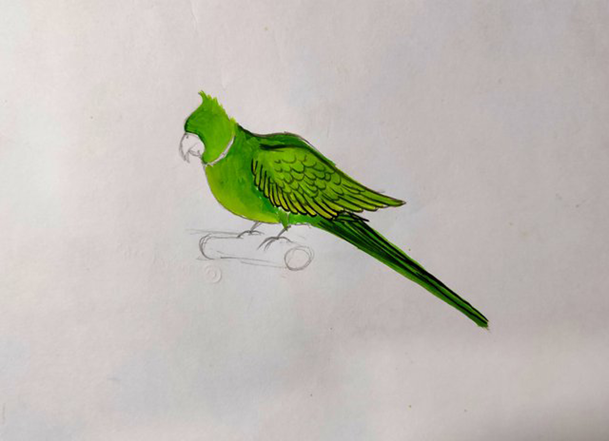 Parrot Drawing for Kids stock illustration. Illustration of cartoon -  263504646