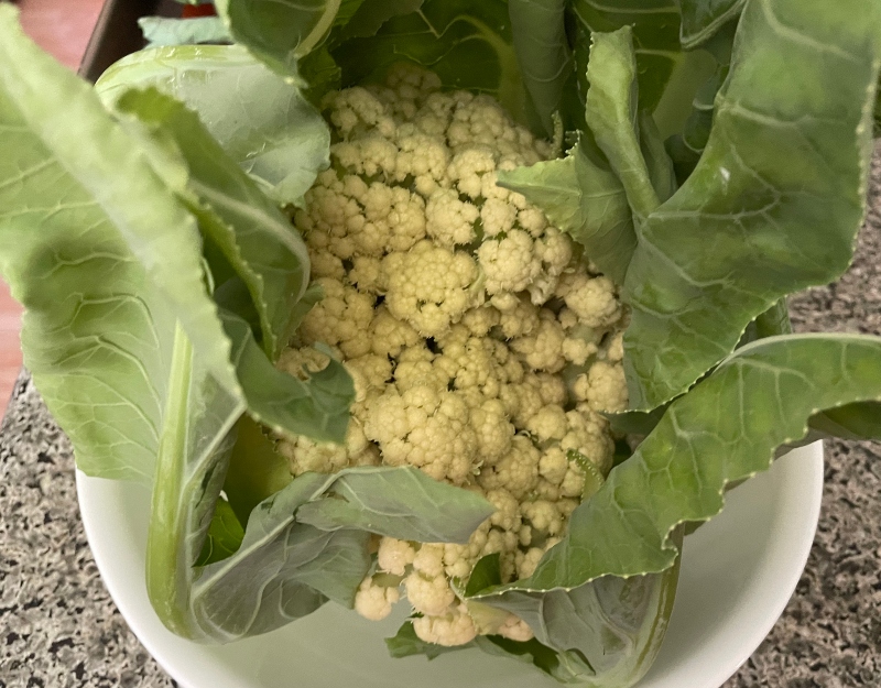 hivegarden-harvesting-cauliflower-.jpg