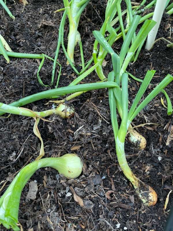 hivegarden-harvesting-onions-1 (1).jpg