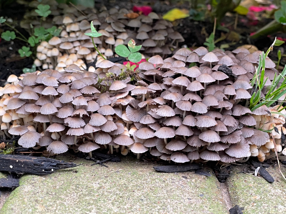 mushroom-colony-sunscape.jpg