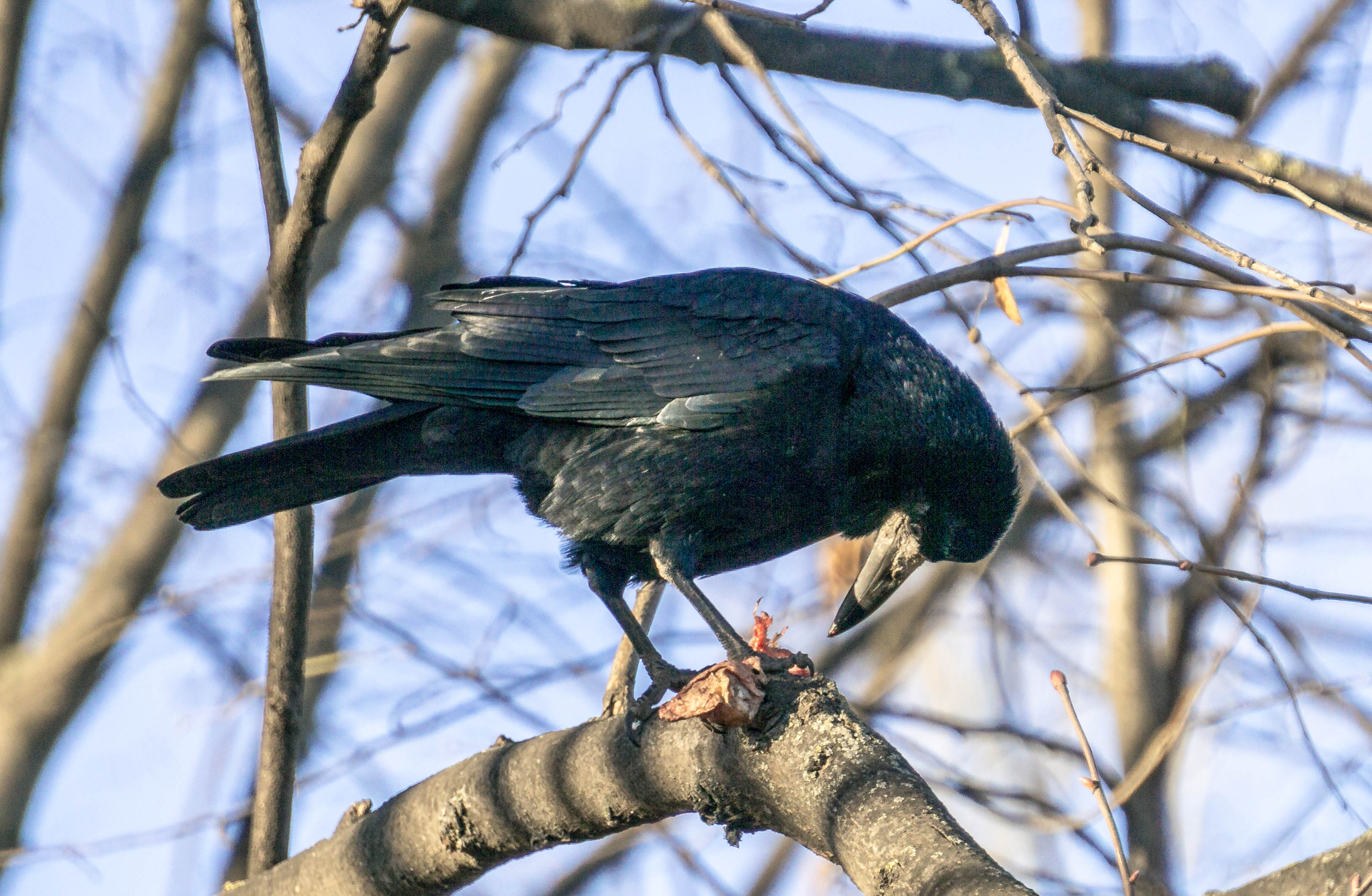 Rook  The Wildlife Trusts