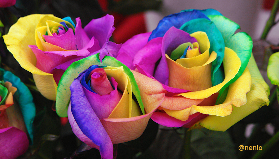 roses-multicolor-02-1.JPG