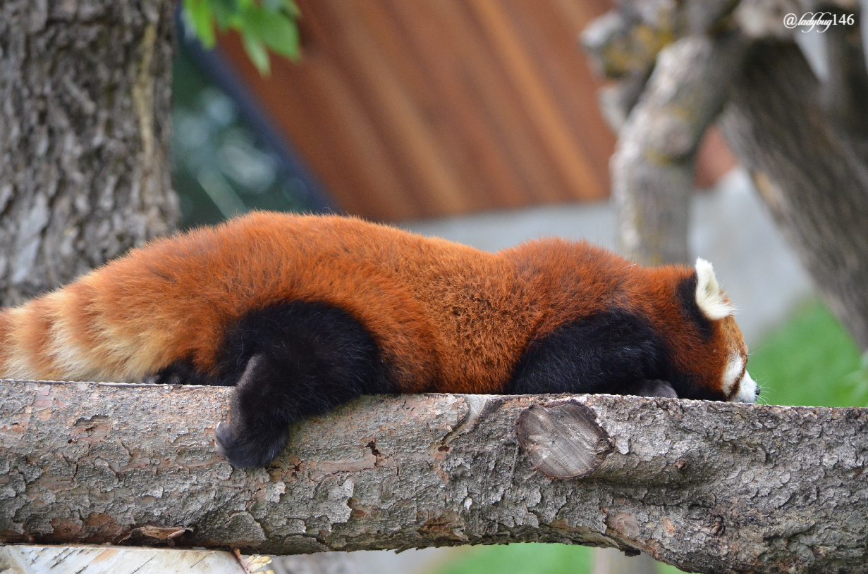 edmonton zoo red panda (1).jpg