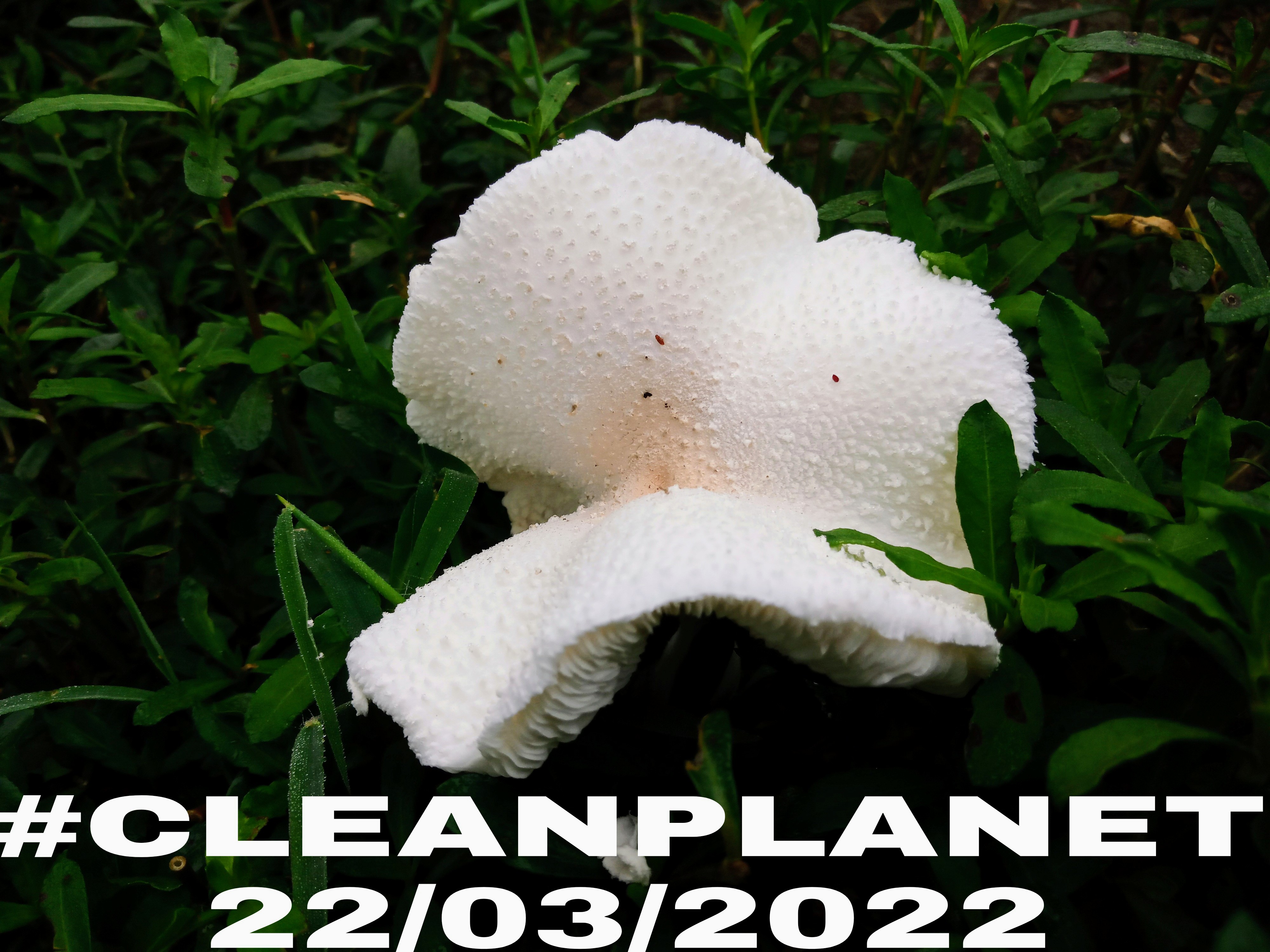 Picsart_22-03-22_08-32-03-837~2.jpg