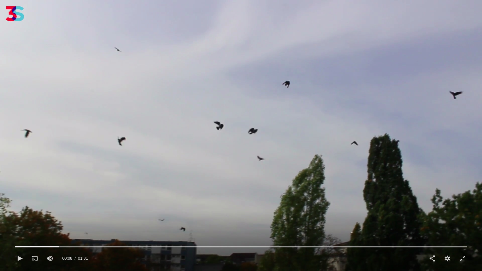 Crows Flying.jpg
