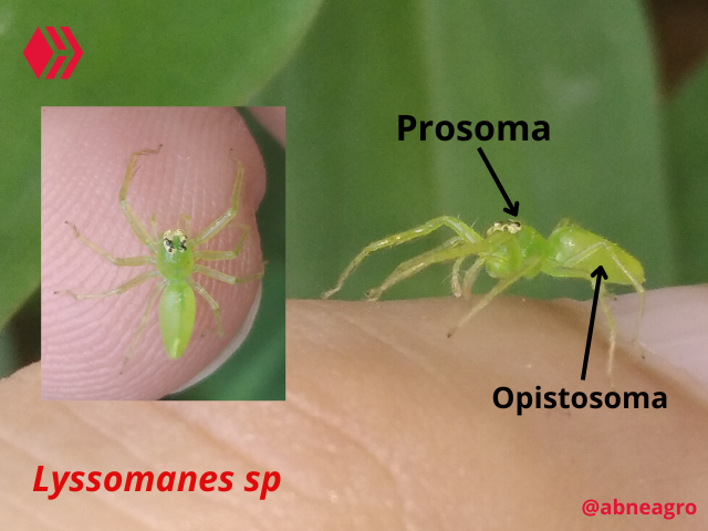 Automeris cf. jucunda (6).png