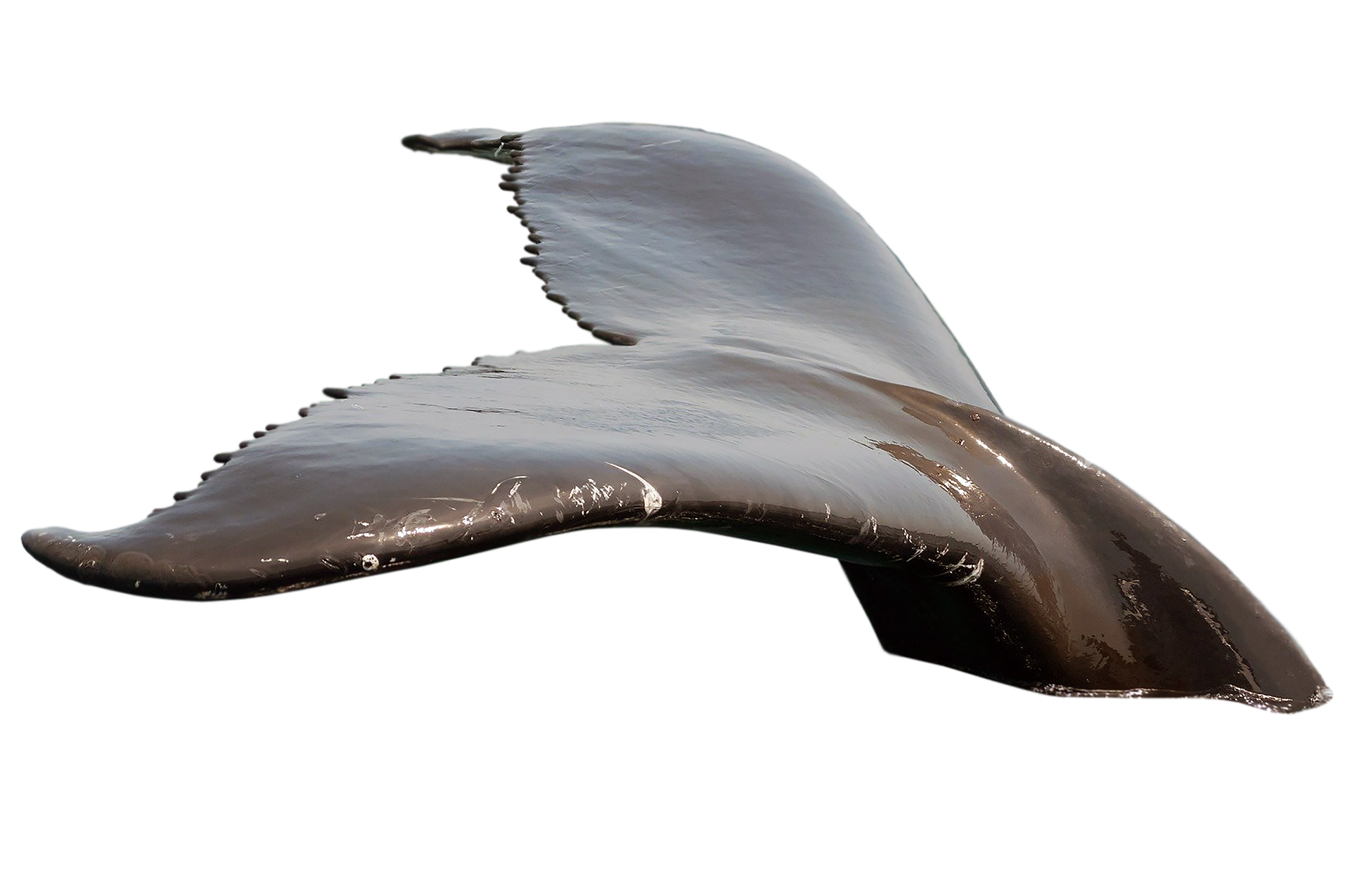 whale-6028337_1920.png