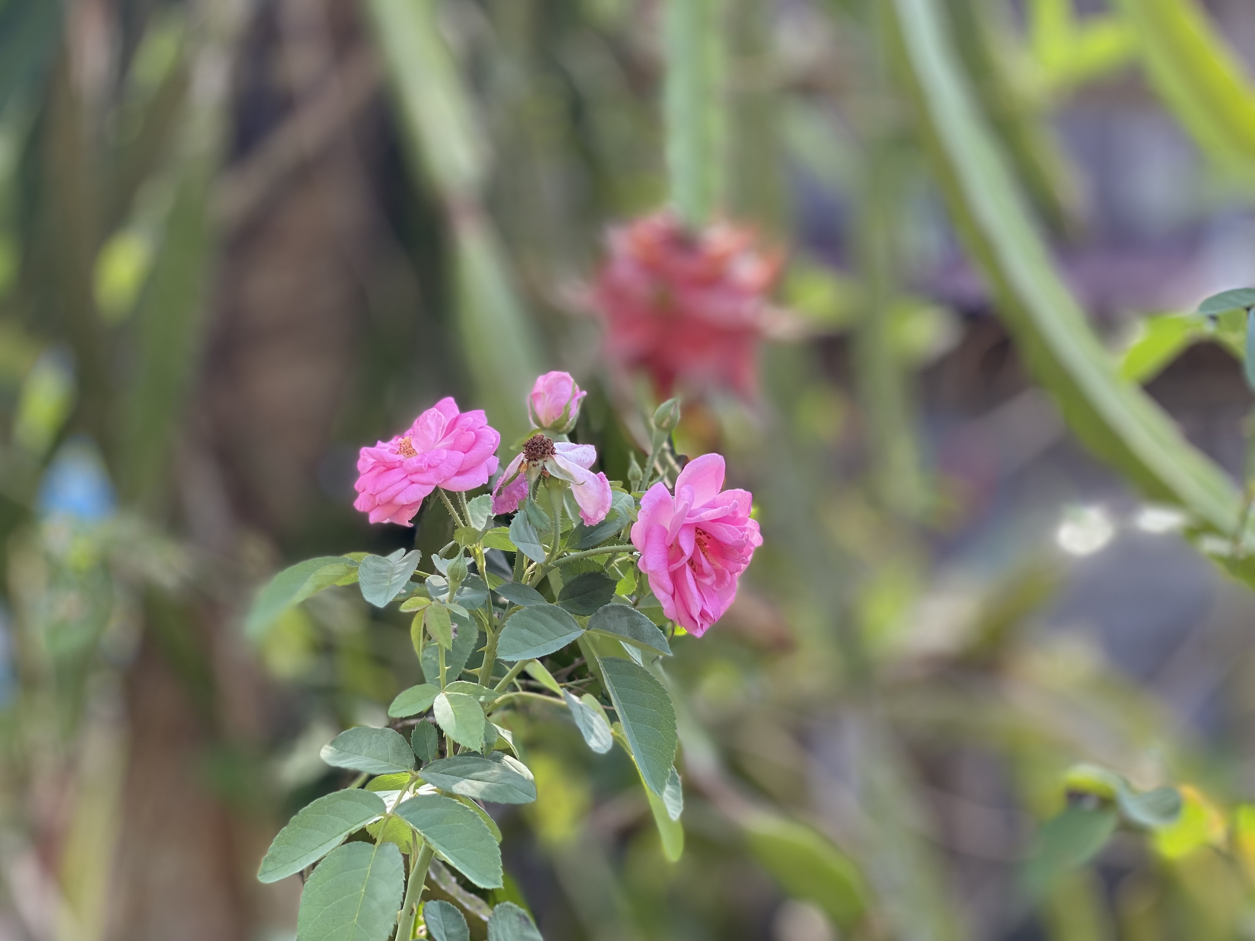 IMG_3570.jpeg