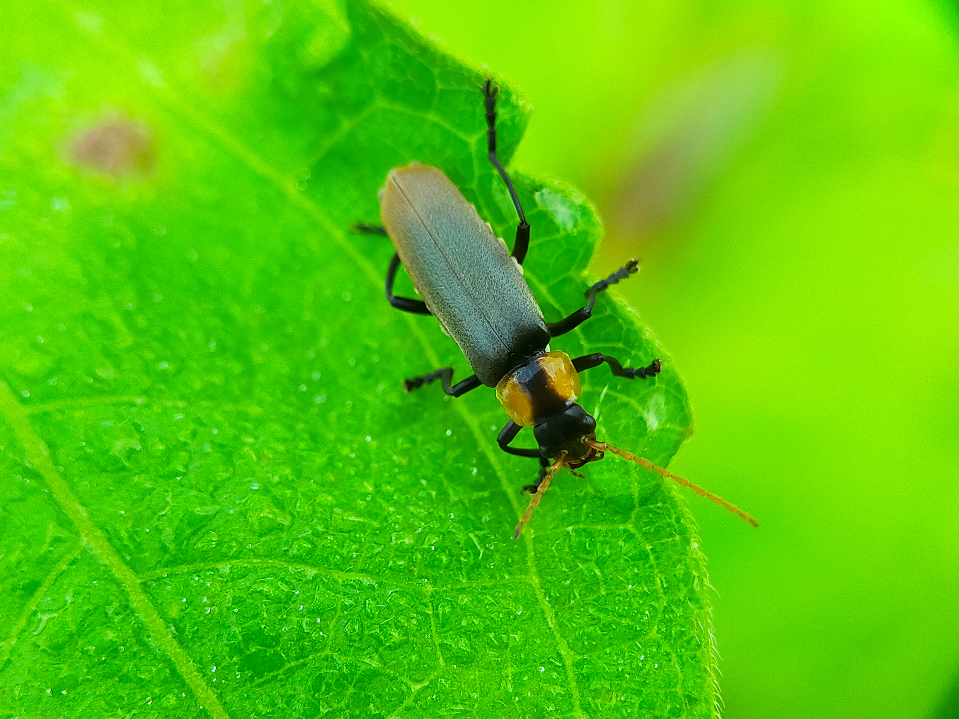 Chauliognathus lugubris (32).jpg