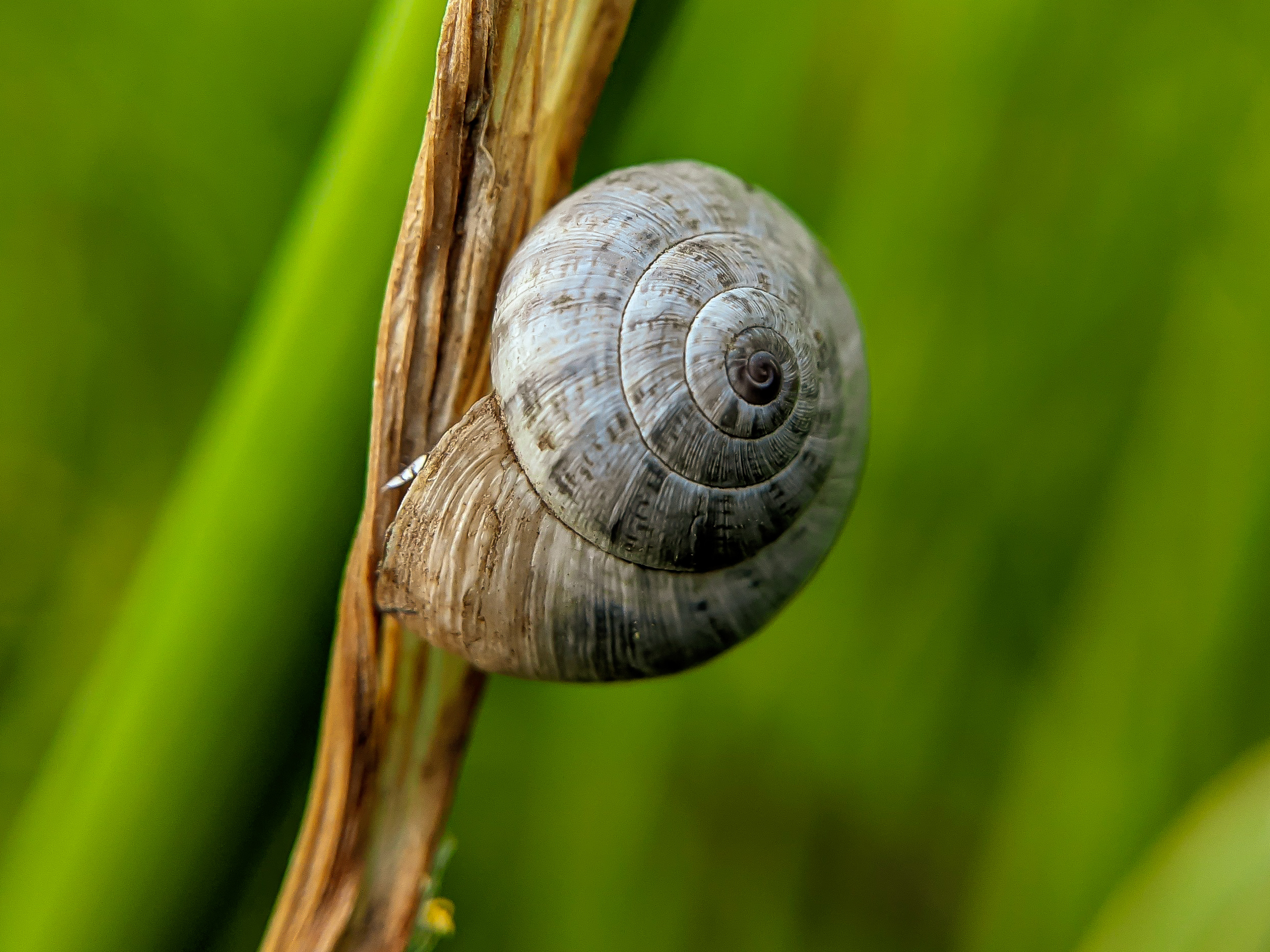 snail (4).jpg