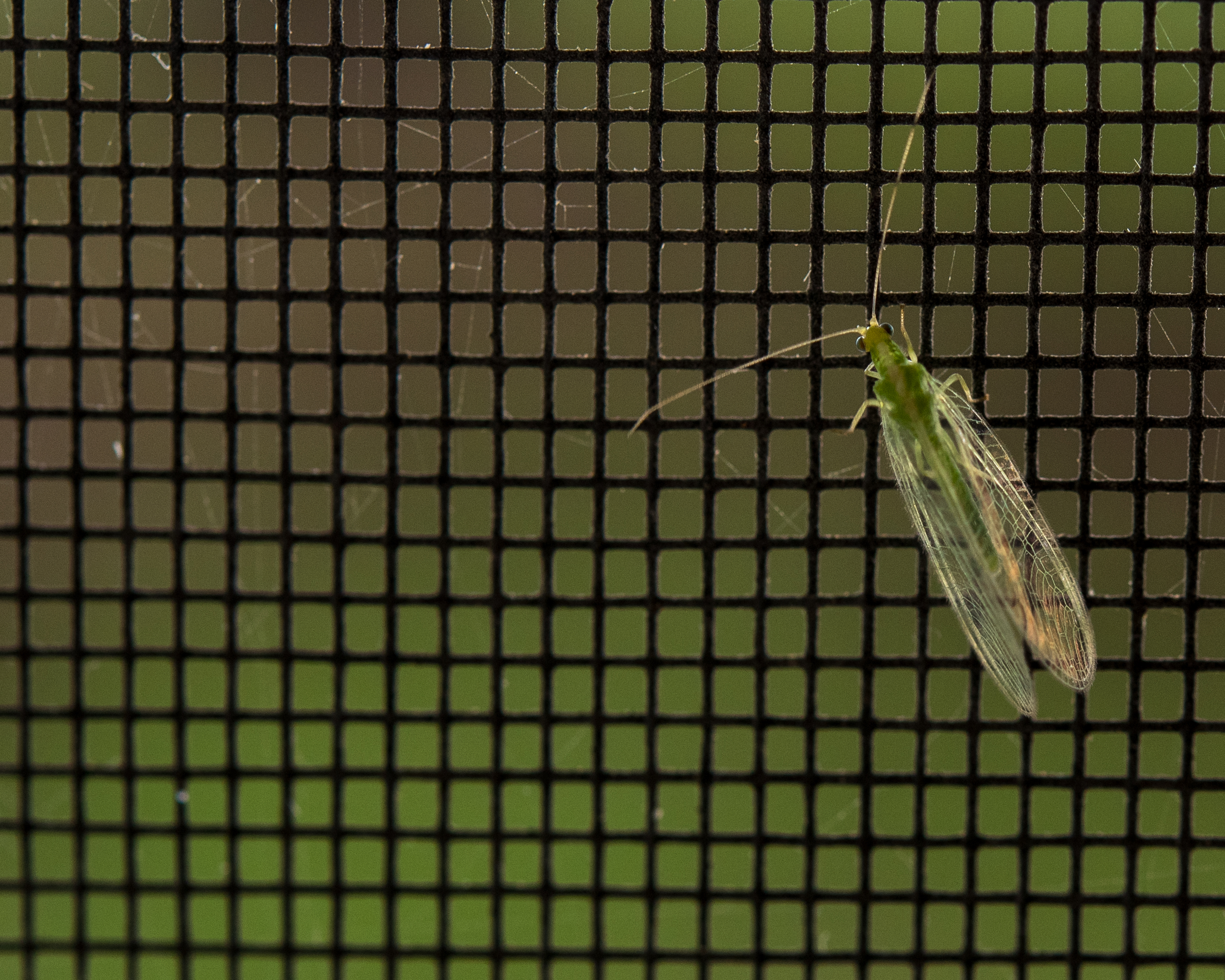 DSC_9116.jpg