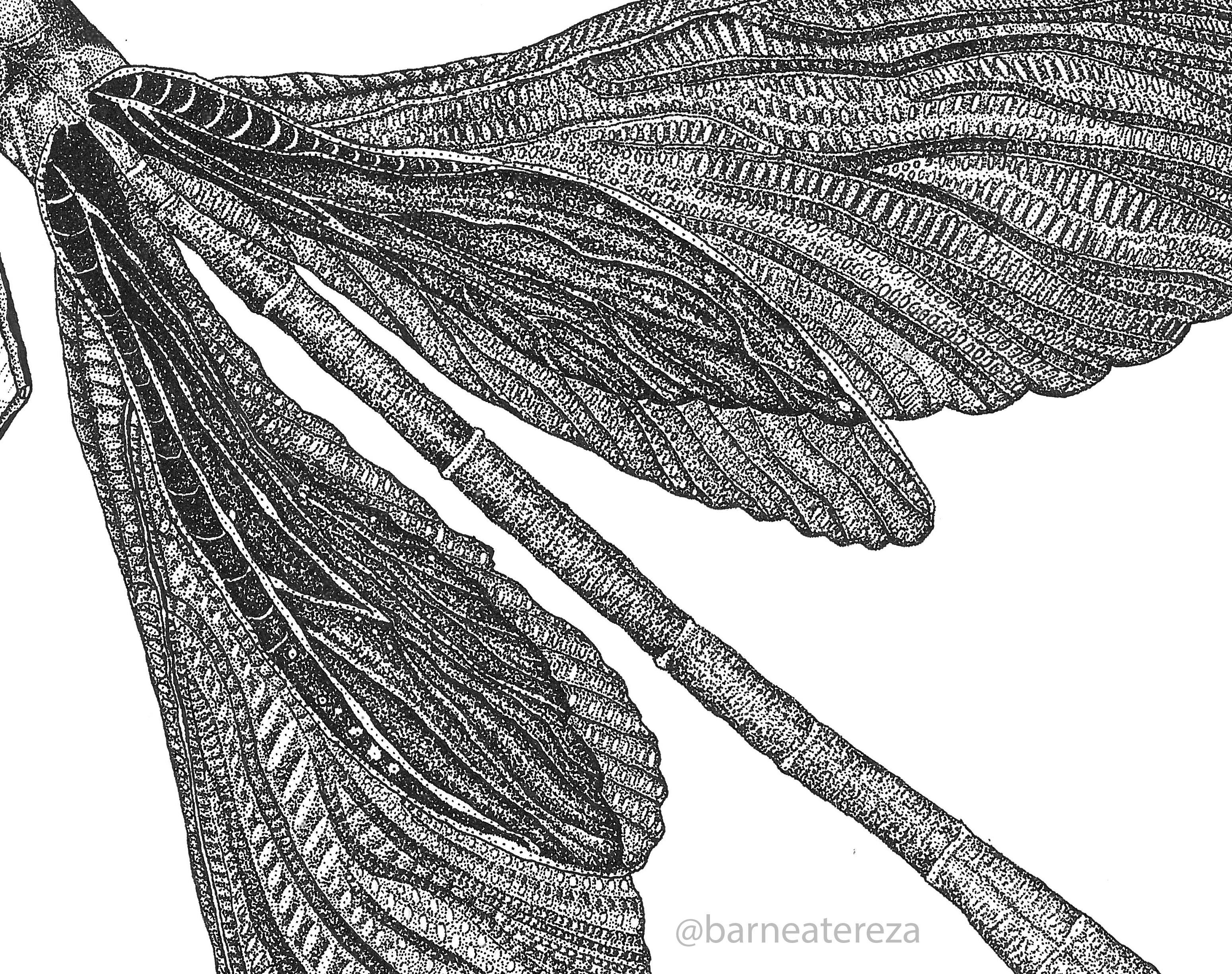 dragonfly (1).jpg
