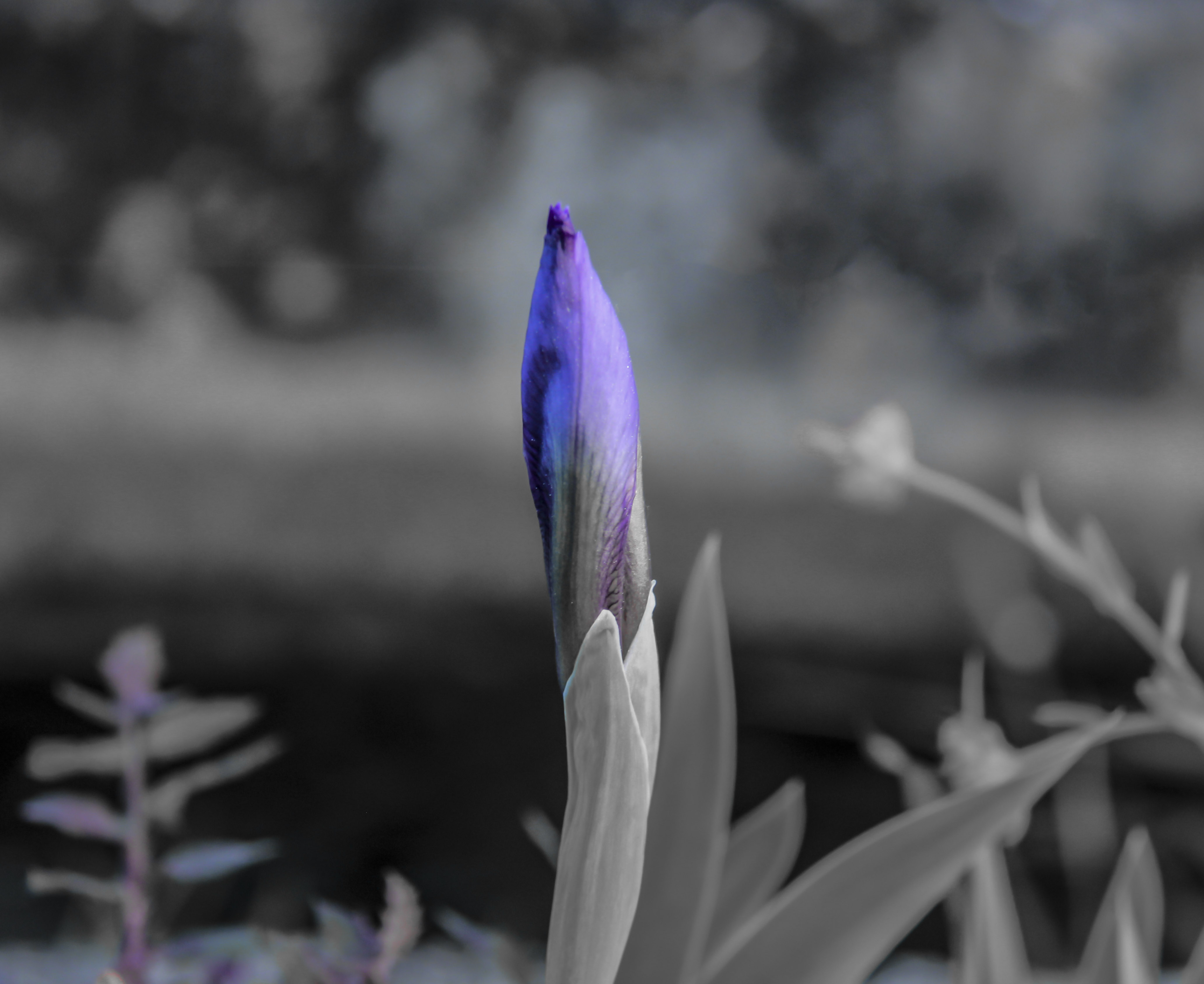 _MG_8608.jpg